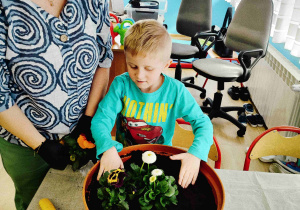 Filip Przesadza bratki i stokrotki